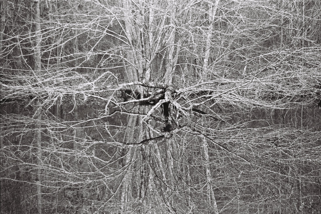 Black and white photo of a winter-bare tree jutting out over a the surface of a pond so that the dendritic branching of its crown is perfectly mirrored up and down from the center line of the image. Other trees on the bank are reflected in the background as well. The shapes formed by the branches may appear chaotic, fervent, animal, or insect-like.